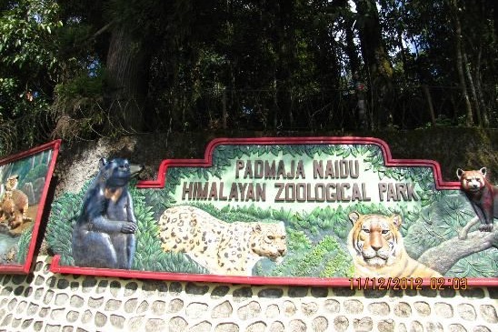padmaja naidu himalayan zoological park darjeeling taxi