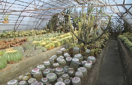 Cactus garden kalimpong